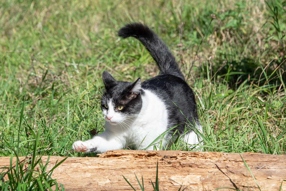PetAlpin - Katzenfutter